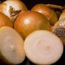 250 Yellow Sweet Spanish Onion Seeds NonGmo Variety Sizes  Buy Seeds Online