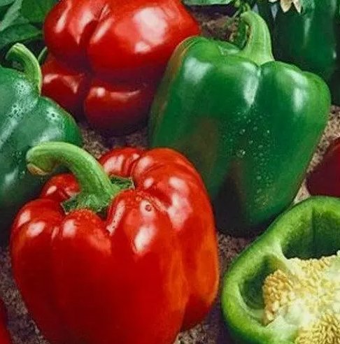 30 California Wonder 300 Tmr Bell Pepper Seeds Heirloom NonGmo 1006 Buy Seeds Online