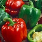 30 California Wonder 300 Tmr Bell Pepper Seeds Heirloom NonGmo 1006 Buy Seeds Online