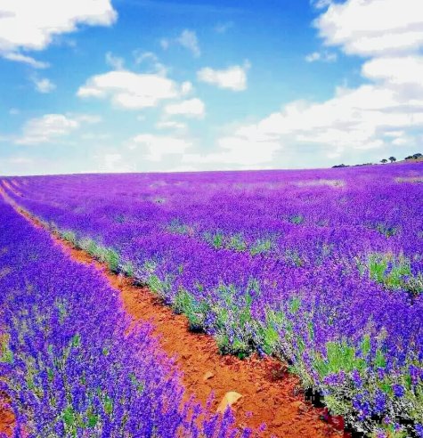 1200 Lavender Vera Seeds Spring Mosquito Insect Repellent Perennial NonGmo  Buy Seeds Online