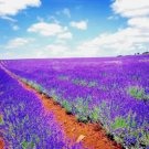 1200 Lavender Vera Seeds Spring Mosquito Insect Repellent Perennial NonGmo  Buy Seeds Online