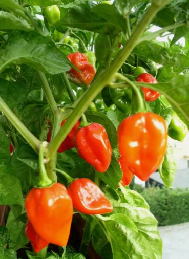 30 Habanero Pepper Seeds Super Hot Pepper NonGmo Variety Sizes Buy Seeds Online