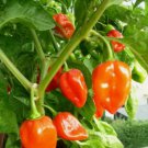 30 Habanero Pepper Seeds Super Hot Pepper NonGmo Variety Sizes Buy Seeds Online