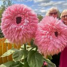 50 Pink Giant Teddy Bear Sunflower Seeds Buy Seeds Online