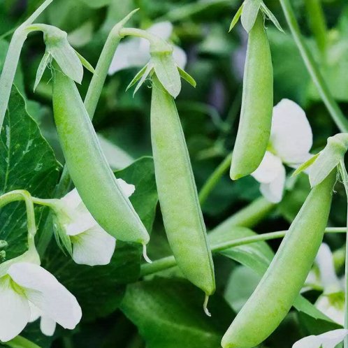 10 Sugar Ann Snap Pea Seeds Early And Compact Heirloom Non-Gmo  Buy Seeds Online