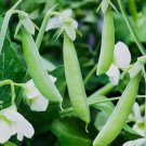 10 Sugar Ann Snap Pea Seeds Early And Compact Heirloom Non-Gmo  Buy Seeds Online