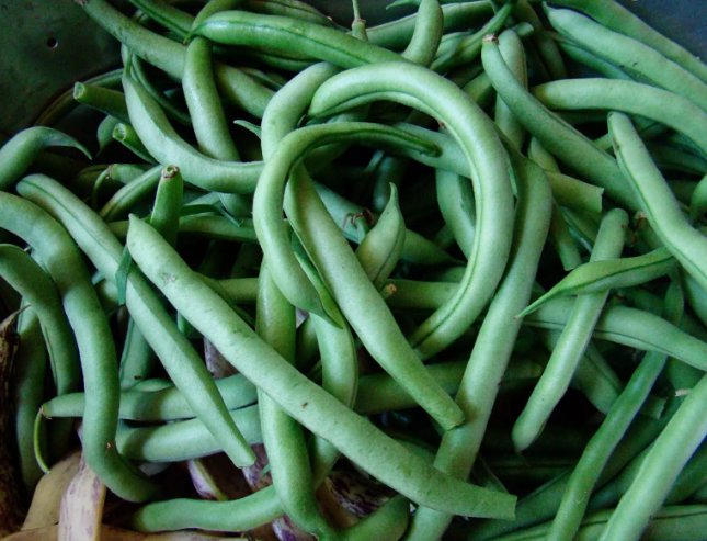10 Blue Lake Bush 274 Green Bean Seeds Non-Gmo Heirloom Buy Seeds Online