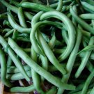 10 Blue Lake Bush 274 Green Bean Seeds Non-Gmo Heirloom Buy Seeds Online