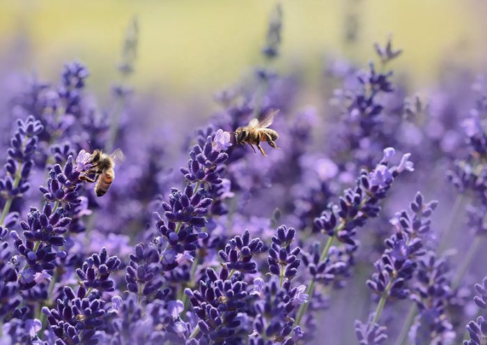 200 Lavender Seeds Vera English Non-Gmo Variety Sizes  Buy Seeds Online