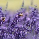 200 Lavender Seeds Vera English Non-Gmo Variety Sizes  Buy Seeds Online