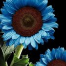 35 Blue Sunflower Seeds Plants Garden Plants Bonsai Rare Flower Colorful Organic Buy Seeds Online