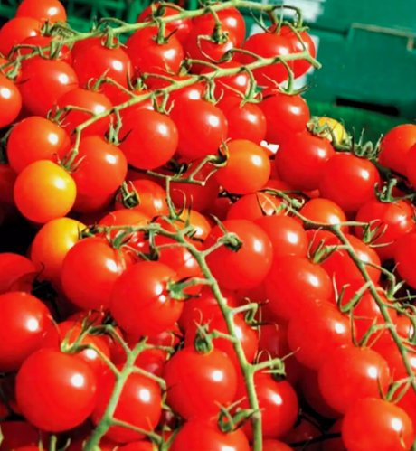 250 Cherry Tomatoes Super Sweet Large Seeds Sweet Tasty Heirloom Non-Gmo Rare Buy Seeds Online