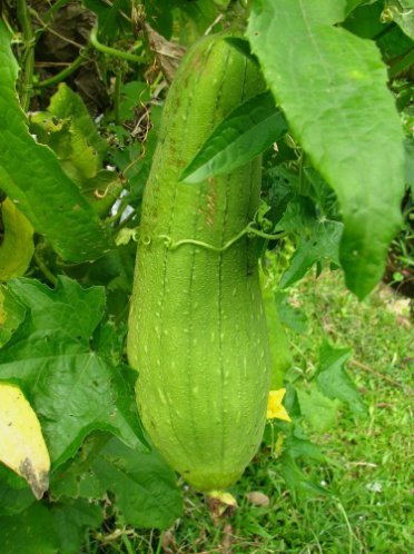 10 Luffa Sponge Gourd Seeds Vegetable Sponge Dishcloth Gourd Non-Gmo  Buy Seeds Online