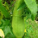 10 Luffa Sponge Gourd Seeds Vegetable Sponge Dishcloth Gourd Non-Gmo  Buy Seeds Online