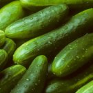 30 Garden Sweet Cucumber Seeds Burpless Organic Non-Gmo Buy Seeds Online