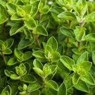 4000 Italian Oregano Herb Seeds Origanum Vulgare Non-Gmo Variety Sizes  Buy Seeds Online