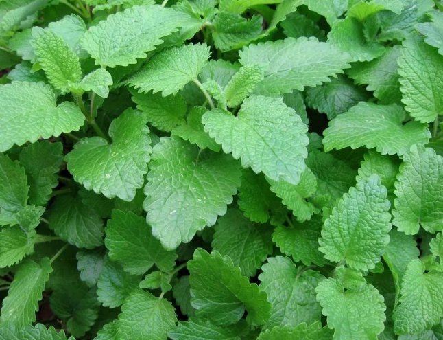 600 Lemon Balm Seeds Melissa Sweet Balm Mint Non-Gmo Variety Sizes Buy Seeds Online
