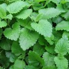 600 Lemon Balm Seeds Melissa Sweet Balm Mint Non-Gmo Variety Sizes Buy Seeds Online