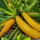 15 Golden Zucchini Summer Squash Seeds Goldmine Zucchini Non-Gmo  Buy Seeds Online