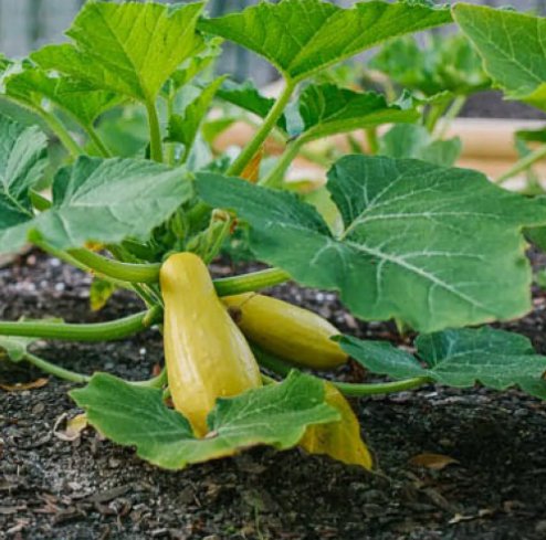 15 Prolific Straightneck Summer Squash Seeds Non-Gmo Buy Seeds Online