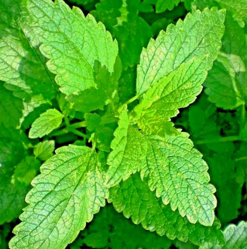 1500 Lemon Balm Citronella Perennial Seeds Mosquito Insect Repellent Non-Gmo Buy Seeds Online