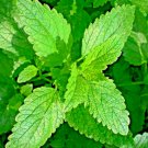 1500 Lemon Balm Citronella Perennial Seeds Mosquito Insect Repellent Non-Gmo Buy Seeds Online