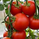 25 Seeds 42 Day - Fastest Tomato In The World To Ripen Buy Seeds Online