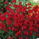200 Seeds Penstemon Eaton'S Red Hummingbird Perennial Beardtongue Non-Gmo Buy Seeds Online