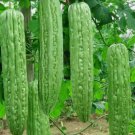 10 Green Skin Long Bitter Gourd Seeds Bitter Melon Seeds Ku Gua Asian Vegetable Buy Seeds Online