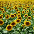 15 Mammoth Grey Stripe Sunflower Seeds Helianthus Annuus Non-Gmo  Buy Seeds Online