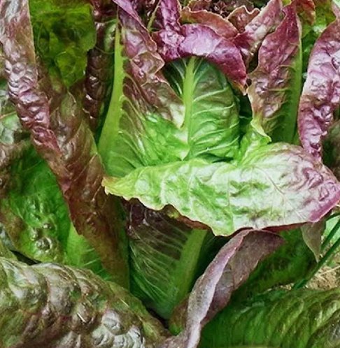 500 Red Romaine Lettuce Seeds Caesar Salad Non-Gmo Variety Sizes Buy Seeds Online