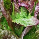 500 Red Romaine Lettuce Seeds Caesar Salad Non-Gmo Variety Sizes Buy Seeds Online