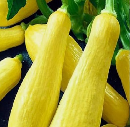 5 Straightneck Squash Seeds Non-Gmo Squash Seeds Fresh Heirloom Garden Seeds Buy Seeds Online