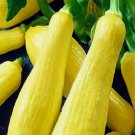 5 Straightneck Squash Seeds Non-Gmo Squash Seeds Fresh Heirloom Garden Seeds Buy Seeds Online