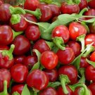 50 Red Cherry Hot Pepper Seeds Cherry Bombs Pimenta Non-Gmo Heirloom Buy Seeds Online