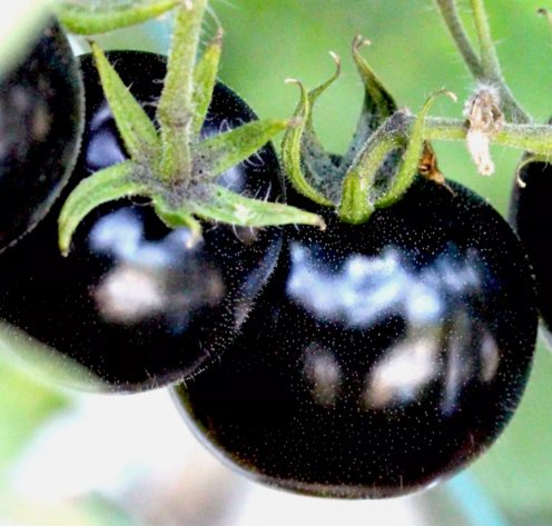 75 European Black Cherry Tomatoes Seeds Sweet Tasty Heirloom Non-Gmo Rare Juicy Buy Seeds Online