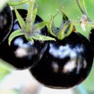 75 European Black Cherry Tomatoes Seeds Sweet Tasty Heirloom Non-Gmo Rare Juicy Buy Seeds Online