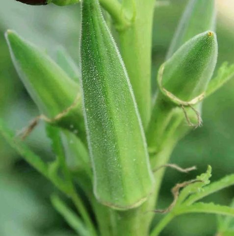 30 Clemson Spineless Okra Seeds Non-Gmo Gumbo Lady'S Fingers Gombo Bendi Buy Seeds Online
