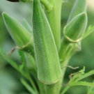 30 Clemson Spineless Okra Seeds Non-Gmo Gumbo Lady'S Fingers Gombo Bendi Buy Seeds Online