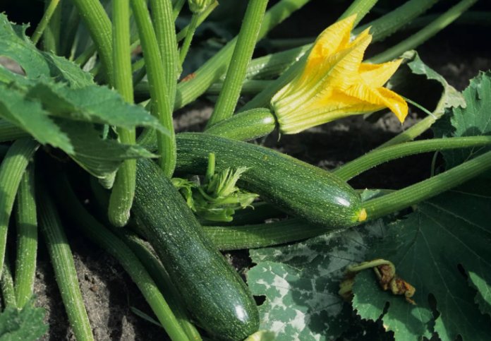 25 Black Beauty Zucchini Seeds Summer Squash NON-GMO Courgette  Buy Seeds Online
