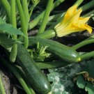 25 Black Beauty Zucchini Seeds Summer Squash NON-GMO Courgette  Buy Seeds Online