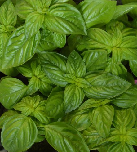 250 Genovese Basil Herb Seeds Non-Gmo Heirloom Variety Sizes Ping Buy Seeds Online