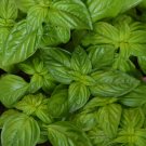 250 Genovese Basil Herb Seeds Non-Gmo Heirloom Variety Sizes Ping Buy Seeds Online