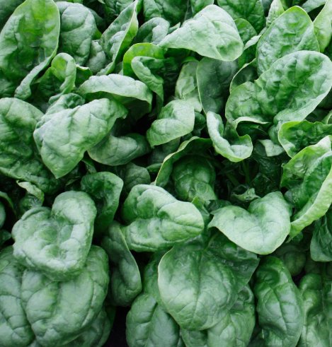 60 Olympia Spinach Seeds Non-Gmo Variety Size Packets PingBuy Seeds Online
