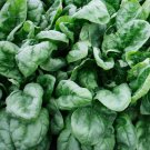 60 Olympia Spinach Seeds Non-Gmo Variety Size Packets PingBuy Seeds Online