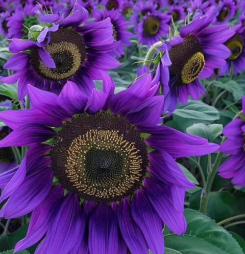50 Rare Purple Sunflower Seeds &acirc;��Violet Majesty&acirc;�� - Unique Blooms For Garden Buy Seeds Online