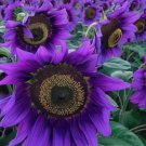 50 Rare Purple Sunflower Seeds ‘Violet Majesty’ - Unique Blooms For Garden Buy Seeds Online