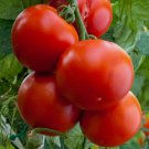 50 Floridade Tomato Seeds Non-Gmo Heirloom Determinate Hot/Humid  Buy Seeds Online