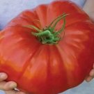 120 Mortgage Lifter Tomato Seeds Large Heirloom Organic Non Gmo Fresh Buy Seeds Online