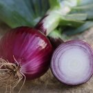 250 Ruby Red Onion Seeds Non-Gmo Long Day Variety Sizes  Buy Seeds Online